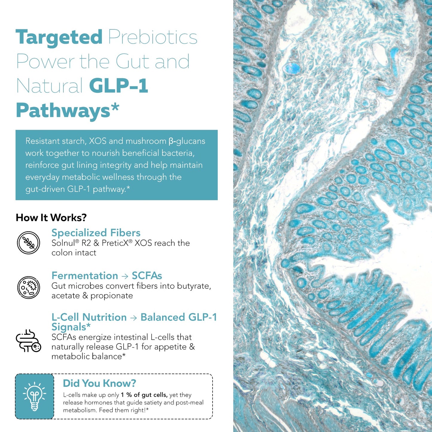 GLP-Pre: GLP-1 Prebiotic Fiber Complex